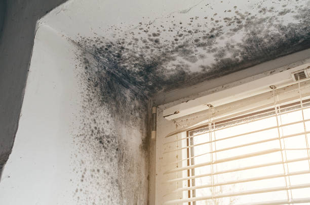 Affordable Mold Cleanup solutions in Morristown, NJ
