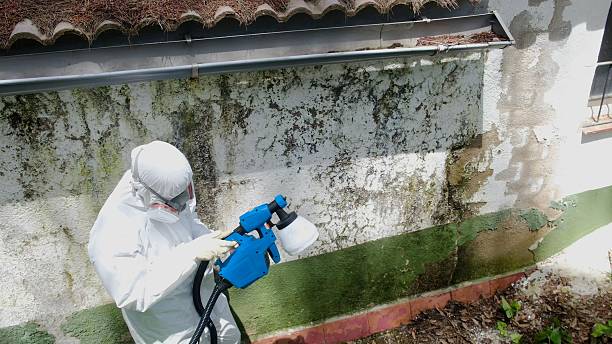 Top rated local Mold Cleanup specialists in Morristown, NJ